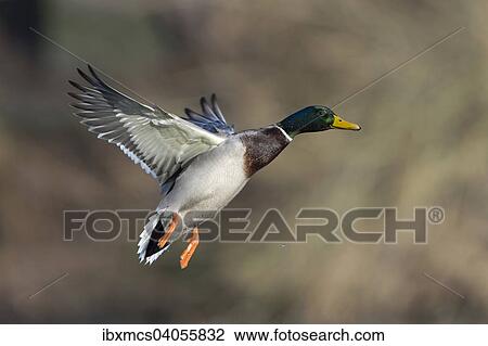 Stockente (Anas platyrhynchos), Erpel im Flug, Nordhessen, Hessen, Deutschland, Europa View Large Photo Image Stock Image - Stockente (Anas platyrhynchos), Erpel im Flug, Nordhessen, Hessen, Deutschland, Europa. Fotosearch