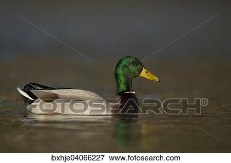 Stock Photo - Stockente (Anas platyrhynchos), Erpel, Mosel, Rheinland-Pfalz, Deutschland, Europa. Fotosearch