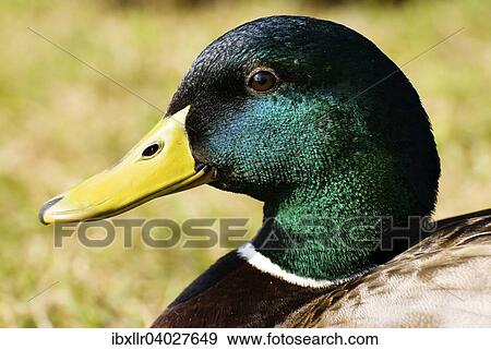 Stockente (Anas platyrhynchos), Erpel View Large Photo Image Stock Photo - Stockente (Anas platyrhynchos), Erpel. Fotosearch