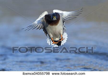 Stockente (Anas platyrhynchos), Erpel im Flug, Nordhessen, Hessen, Deutschland, Europa View Large Photo Image Stock Photo - Stockente (Anas platyrhynchos), Erpel im Flug, Nordhessen, Hessen, Deutschland, Europa. Fotosearch