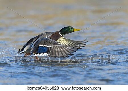 Stockente (Anas platyrhynchos), Erpel im Flug, Nordhessen, Hessen, Deutschland, Europa View Large Photo Image Stock Photo - Stockente (Anas platyrhynchos), Erpel im Flug, Nordhessen, Hessen, Deutschland, Europa. Fotosearch