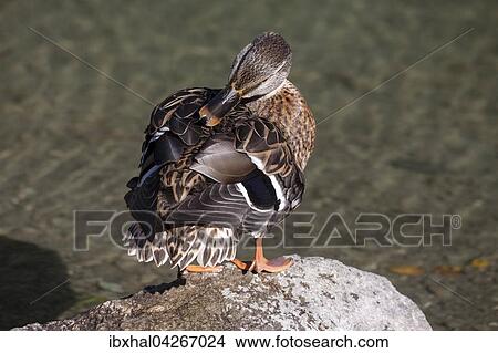Stockente (Anas platyrhynchos), Weibchen steht auf einem Stein bei Gefiederpflege, Allgau, Bayern, Deutschland, Europa View Large Photo Image Picture - Stockente (Anas platyrhynchos), Weibchen steht auf einem Stein bei Gefiederpflege, Allgau, Bayern, Deutschland, Europa. Fotosearch