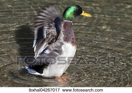 Stockente (Anas platyrhynchos) schlagt mit den Flugeln, Erpel, Allgau, Bayern, Deutschland, Europa View Large Photo Image Stock Photo - Stockente (Anas platyrhynchos) schlagt mit den Flugeln, Erpel, Allgau, Bayern, Deutschland, Europa. Fotosearch