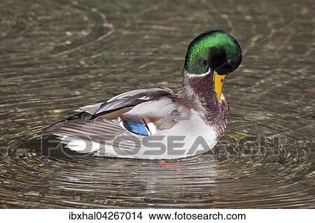 Stockente (Anas platyrhynchos) schwimmt im Wasser und putzt das Gefieder, Erpel, Allgau, Bayern, Deutschland, Europa View Large Photo Image Picture - Stockente (Anas platyrhynchos) schwimmt im Wasser und putzt das Gefieder, Erpel, Allgau, Bayern, Deutschland, Europa. Fotosearch