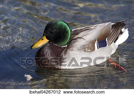 Stockente (Anas platyrhynchos) schwimmt im Wasser, Erpel, Allgau, Bayern, Deutschland, Europa View Large Photo Image Stock Image - Stockente (Anas platyrhynchos) schwimmt im Wasser, Erpel, Allgau, Bayern, Deutschland, Europa. Fotosearch