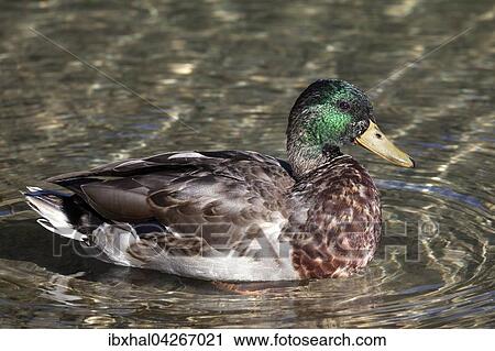 Stockente (Anas platyrhynchos) schwimmt im Wasser, Weibchen, Allgau, Bayern, Deutschland, Europa View Large Photo Image Stock Image - Stockente (Anas platyrhynchos) schwimmt im Wasser, Weibchen, Allgau, Bayern, Deutschland, Europa. Fotosearch