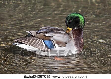 Stockente (Anas platyrhynchos) schwimmt im Wasser und putzt das Gefieder, Erpel, Allgau, Bayern, Deutschland, Europa View Large Photo Image Stock Photography - Stockente (Anas platyrhynchos) schwimmt im Wasser und putzt das Gefieder, Erpel, Allgau, Bayern, Deutschland, Europa. Fotosearch