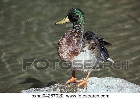 Stock Image - Stockente (Anas platyrhynchos) steht auf einem Stein, Weibchen, Allgau, Bayern, Deutschland, Europa. Fotosearch