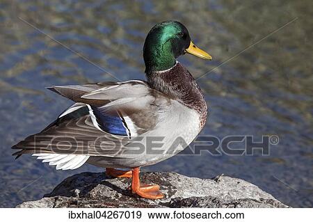 Stockente (Anas platyrhynchos) steht auf einem Stein, Erpel, Allgau, Bayern, Deutschland, Europa View Large Photo Image Stock Photo - Stockente (Anas platyrhynchos) steht auf einem Stein, Erpel, Allgau, Bayern, Deutschland, Europa. Fotosearch