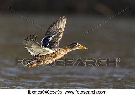 Stockente (Anas platyrhynchos), Weibchen im Flug, Nordhessen, Hessen, Deutschland, Europa View Large Photo Image Stock Photography - Stockente (Anas platyrhynchos), Weibchen im Flug, Nordhessen, Hessen, Deutschland, Europa. Fotosearch