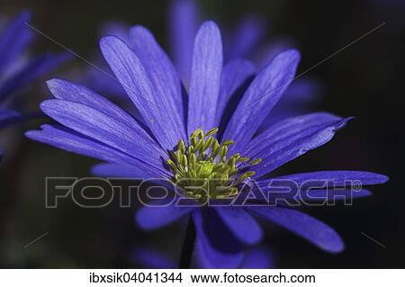 Picture - Strahlenanemone, Balkan-Windroschen (Anemone blanda, Anemone apennina), Baden-Wurttemberg, Deutschland, Europa. Fotosearch