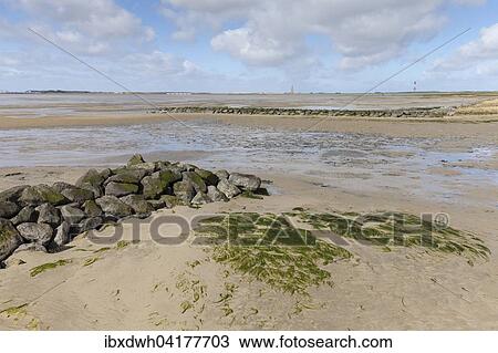 Strand, Nationalpark Niedersachsisches Wattenmeer, Wangerooge, Ostfriesische Insel, Ostfriesland, Niedersachsen, Deutschland, Europa View Large Photo Image Stock Image - Strand, Nationalpark Niedersachsisches Wattenmeer, Wangerooge, Ostfriesische Insel, Ostfriesland, Niedersachsen, Deutschland, Europa. Fotosearch