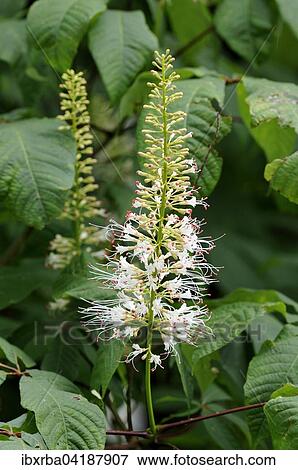 Strauch-Rosskastanie (Aesculus parviflora), Blutenstand, Nordrhein-Westfalen, Deutschland, Europa View Large Photo Image Stock Photo - Strauch-Rosskastanie (Aesculus parviflora), Blutenstand, Nordrhein-Westfalen, Deutschland, Europa. Fotosearch