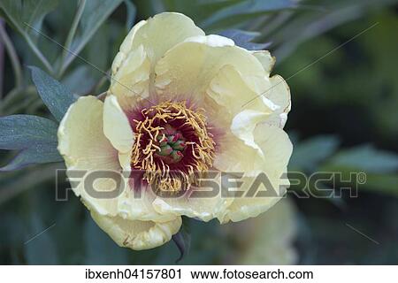 Strauchpfingstrose (Paeonia suffruticosa), Niedersachsen, Deutschland, Europa View Large Photo Image Stock Image - Strauchpfingstrose (Paeonia suffruticosa), Niedersachsen, Deutschland, Europa. Fotosearch