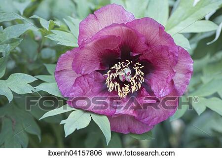 Strauchpfingstrose (Paeonia suffruticosa), Niedersachsen, Deutschland, Europa View Large Photo Image Stock Photograph - Strauchpfingstrose (Paeonia suffruticosa), Niedersachsen, Deutschland, Europa. Fotosearch