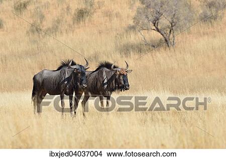Streifengnu (Connochaetes Taurinus), stehen in trockenem Gras, Kgalagadi-Transfrontier-Nationalpark, Provinz Nordkap, Sudafrika View Large Photo Image Picture - Streifengnu (Connochaetes Taurinus), stehen in trockenem Gras, Kgalagadi-Transfrontier-Nationalpark, Provinz Nordkap, Sudafrika. Fotosearch