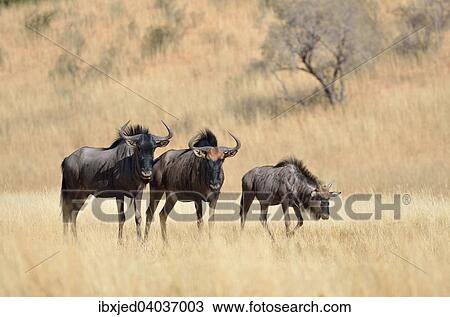 Stock Image - Streifengnu (Connochaetes taurinus), Alttiere und Jungtiere stehen in trockenem Gras, Kgalagadi-Transfrontier-Nationalpark, Provinz Nordkap, Sudafrika. Fotosearch