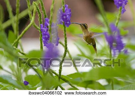 Streifenkehl-Schattenkolibri (Phaethornis striigularis) im Flug, Provinz Puntarenas, Costa Rica, Nordamerika View Large Photo Image Stock Image - Streifenkehl-Schattenkolibri (Phaethornis striigularis) im Flug, Provinz Puntarenas, Costa Rica, Nordamerika. Fotosearch