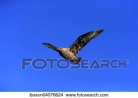 Picture - Subantarktikskua (Stercorarius antarcticus lonnbergi), adult, fliegend, Kap der Guten Hoffnung, Sudafrika. Fotosearch