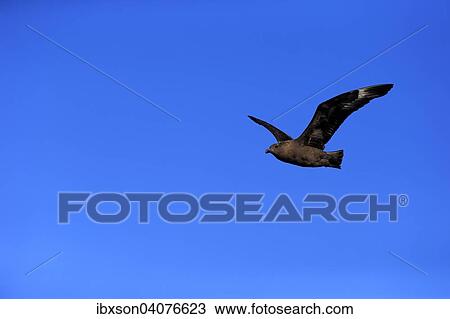 Stock Image - Subantarktikskua (Stercorarius antarcticus lonnbergi), adult, fliegend, Kap der Guten Hoffnung, Sudafrika. Fotosearch