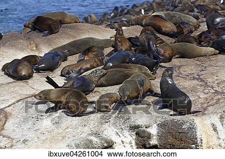 Picture - Sudafrikanische Seebaren (Arctocephalus pusillus), Ohrenrobben, Kolonie auf Felseninsel, Robbeninsel Duiker Island, Hout Bay bei Kapstadt, Sudafrika. Fotosearch