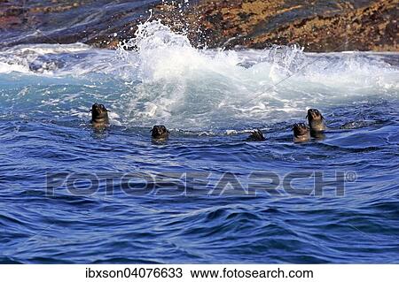 Sudafrikanische Seebaren (Arctocephalus pusillus), im Wasser, schwimmend, Seal Island, Westkap, Sudafrika View Large Photo Image Stock Image - Sudafrikanische Seebaren (Arctocephalus pusillus), im Wasser, schwimmend, Seal Island, Westkap, Sudafrika. Fotosearch