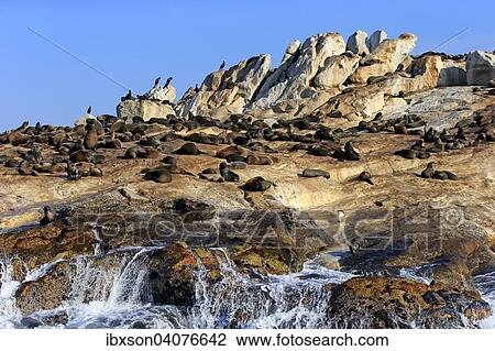 Sudafrikanische Seebaren (Arctocephalus pusillus), Seal Island, Westkap, Sudafrika View Large Photo Image Stock Image - Sudafrikanische Seebaren (Arctocephalus pusillus), Seal Island, Westkap, Sudafrika. Fotosearch