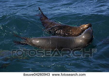Sudafrikanische Seebaren, (Arctocephalus pusillus) spielen im Wasser, Ohrenrobben, Hout Bay bei Kapstadt, Sudafrika View Large Photo Image Stock Image - Sudafrikanische Seebaren, (Arctocephalus pusillus) spielen im Wasser, Ohrenrobben, Hout Bay bei Kapstadt, Sudafrika. Fotosearch