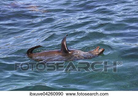 Stock Image - Sudafrikanischer Seebar (Arctocephalus pusillus), Ohrenrobbe, schwimmt auf dem Rucken, Hout Bay bei Kapstadt, Sudafrika. Fotosearch