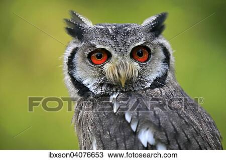 Sudbuscheleule (Ptilopsis granti), adult, captive, Rheinland-Pfalz, Deutschland, Europa View Large Photo Image Stock Image - Sudbuscheleule (Ptilopsis granti), adult, captive, Rheinland-Pfalz, Deutschland, Europa. Fotosearch