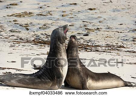 Sudliche See-Elefanten (Mirounga leonina), juvenil, beim Spiel, Carcass Island, Falklandinseln, Sudamerika View Large Photo Image Stock Photograph - Sudliche See-Elefanten (Mirounga leonina), juvenil, beim Spiel, Carcass Island, Falklandinseln, Sudamerika. Fotosearch
