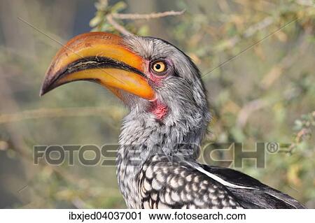 Sudlicher Gelbschnabeltoko (Tockus leucomelas), auf einem Ast, Kgalagadi Transfrontier Park, Provinz Nordkap, Sudafrika View Large Photo Image Stock Image - Sudlicher Gelbschnabeltoko (Tockus leucomelas), auf einem Ast, Kgalagadi Transfrontier Park, Provinz Nordkap, Sudafrika. Fotosearch