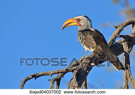 Sudlicher Gelbschnabeltoko (Tockus leucomelas), auf einem Ast, Kgalagadi Transfrontier Park, Provinz Nordkap, Sudafrika View Large Photo Image Stock Image - Sudlicher Gelbschnabeltoko (Tockus leucomelas), auf einem Ast, Kgalagadi Transfrontier Park, Provinz Nordkap, Sudafrika. Fotosearch