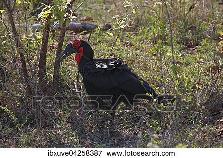 Sudlicher Hornrabe (Bucorvus leadbeateri), Rotwangen-Hornrabe, Kruger-Nationalpark, Sudafrika View Large Photo Image Stock Photo - Sudlicher Hornrabe (Bucorvus leadbeateri), Rotwangen-Hornrabe, Kruger-Nationalpark, Sudafrika. Fotosearch