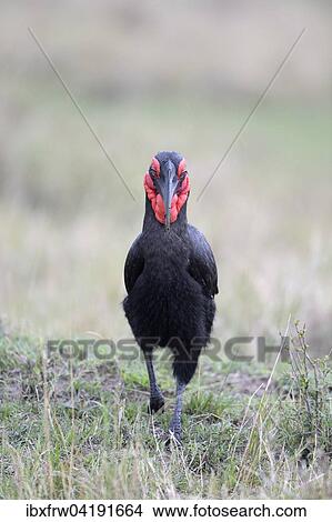 Sudlicher Hornrabe, Rotwangen Hornrabe, (Bucorvus leadbeateri), Masai Mara Nationalreservat, Kenia, Afrika View Large Photo Image Picture - Sudlicher Hornrabe, Rotwangen Hornrabe, (Bucorvus leadbeateri), Masai Mara Nationalreservat, Kenia, Afrika. Fotosearch