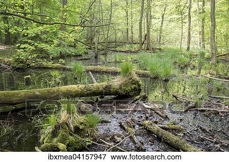 Sumpf mit Altholz, Nationalpark Hainich, Thuringen, Deutschland, Europa View Large Photo Image Stock Photo - Sumpf mit Altholz, Nationalpark Hainich, Thuringen, Deutschland, Europa. Fotosearch