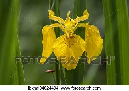 Sumpf-Schwertlilie (Iris pseudacorus) View Large Photo Image Picture - Sumpf-Schwertlilie (Iris pseudacorus). Fotosearch