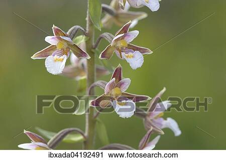 Sumpf-Stendelwurz, Echte Sumpfwurz (Epipactis palustris), Bluten, Nationalpark Eifel, Nordrhein-Westfalen, Deutschland, Europa View Large Photo Image Stock Image - Sumpf-Stendelwurz, Echte Sumpfwurz (Epipactis palustris), Bluten, Nationalpark Eifel, Nordrhein-Westfalen, Deutschland, Europa. Fotosearch