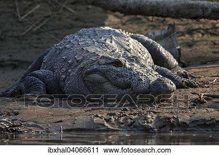 Sumpfkrokodil (Crocodylus palustris) am Ufer des East Rapti River im Chitwan-Nationalpark, bei Sauraha, Nepal, Asien View Large Photo Image Stock Image - Sumpfkrokodil (Crocodylus palustris) am Ufer des East Rapti River im Chitwan-Nationalpark, bei Sauraha, Nepal, Asien. Fotosearch
