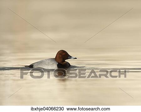 Stock Image - Tafelente (Aythya ferina), Mosel, Rheinland-Pfalz, Deutschland, Europa. Fotosearch