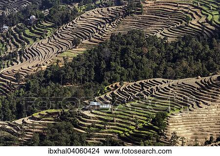 Terrassenanbau, Feldterrassen, bei Nagarkot, Nepal, Asien View Large Photo Image Picture - Terrassenanbau, Feldterrassen, bei Nagarkot, Nepal, Asien. Fotosearch