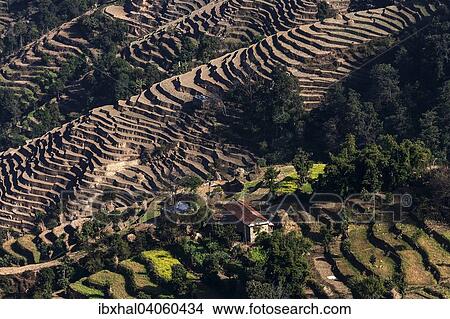 Terrassenanbau, Feldterrassen, bei Nagarkot, Nepal, Asien View Large Photo Image Picture - Terrassenanbau, Feldterrassen, bei Nagarkot, Nepal, Asien. Fotosearch