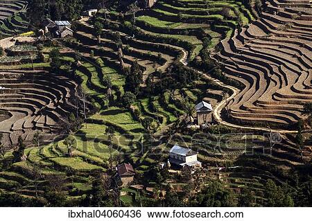 Terrassenanbau, Feldterrassen, bei Nagarkot, Nepal, Asien View Large Photo Image Stock Photograph - Terrassenanbau, Feldterrassen, bei Nagarkot, Nepal, Asien. Fotosearch