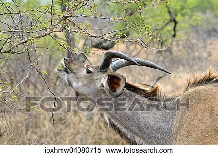 Tiefland-Nyala (Tragelaphus angasii), Mannchen, Kruger-Nationalpark, Sudafrika View Large Photo Image Stock Photography - Tiefland-Nyala (Tragelaphus angasii), Mannchen, Kruger-Nationalpark, Sudafrika. Fotosearch