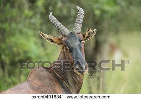 Stock Image - Topi oder Leierantilope (Damaliscus lunatus), Lake-Mburo-Nationalpark, Uganda, Afrika. Fotosearch