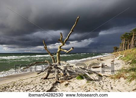 Stock Image - Toter Baum am Weststrand an der Ostsee, dunkle Wolken, Born am Darss, Fischland-Darss-Zingst, Nationalpark Vorpommersche Boddenlandschaft, Mecklenburg-Vorpommern, Deutschland, Europa. Fotosearch