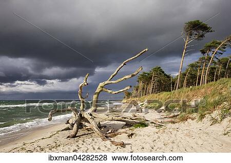 Toter Baum am Weststrand an der Ostsee, dunkle Wolken, Born am Darss, Fischland-Darss-Zingst, Nationalpark Vorpommersche Boddenlandschaft, Mecklenburg-Vorpommern, Deutschland, Europa View Large Photo Image Stock Photo - Toter Baum am Weststrand an der Ostsee, dunkle Wolken, Born am Darss, Fischland-Darss-Zingst, Nationalpark Vorpommersche Boddenlandschaft, Mecklenburg-Vorpommern, Deutschland, Europa. Fotosearch