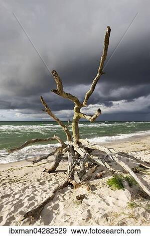Toter Baum am Weststrand an der Ostsee, dunkle Wolken, Born am Darss, Fischland-Darss-Zingst, Nationalpark Vorpommersche Boddenlandschaft, Mecklenburg-Vorpommern, Deutschland, Europa View Large Photo Image Stock Photo - Toter Baum am Weststrand an der Ostsee, dunkle Wolken, Born am Darss, Fischland-Darss-Zingst, Nationalpark Vorpommersche Boddenlandschaft, Mecklenburg-Vorpommern, Deutschland, Europa. Fotosearch