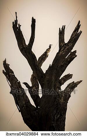 Toter Baum im Gegenlicht beim Abendrot mit Graufischer (Ceryle rudis) auf einem Ast, Chobe-Nationalpark, Botswana, Afrika View Large Photo Image Picture - Toter Baum im Gegenlicht beim Abendrot mit Graufischer (Ceryle rudis) auf einem Ast, Chobe-Nationalpark, Botswana, Afrika. Fotosearch