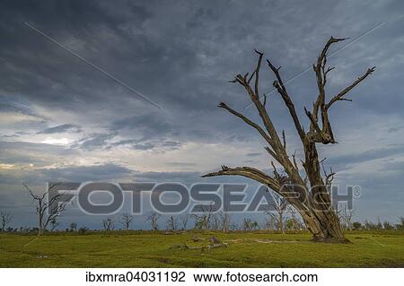 Toter Baum vor dunklem Himmel, hinten viele tote Baume, Okavango-Delta, Botswana, Afrika View Large Photo Image Stock Image - Toter Baum vor dunklem Himmel, hinten viele tote Baume, Okavango-Delta, Botswana, Afrika. Fotosearch